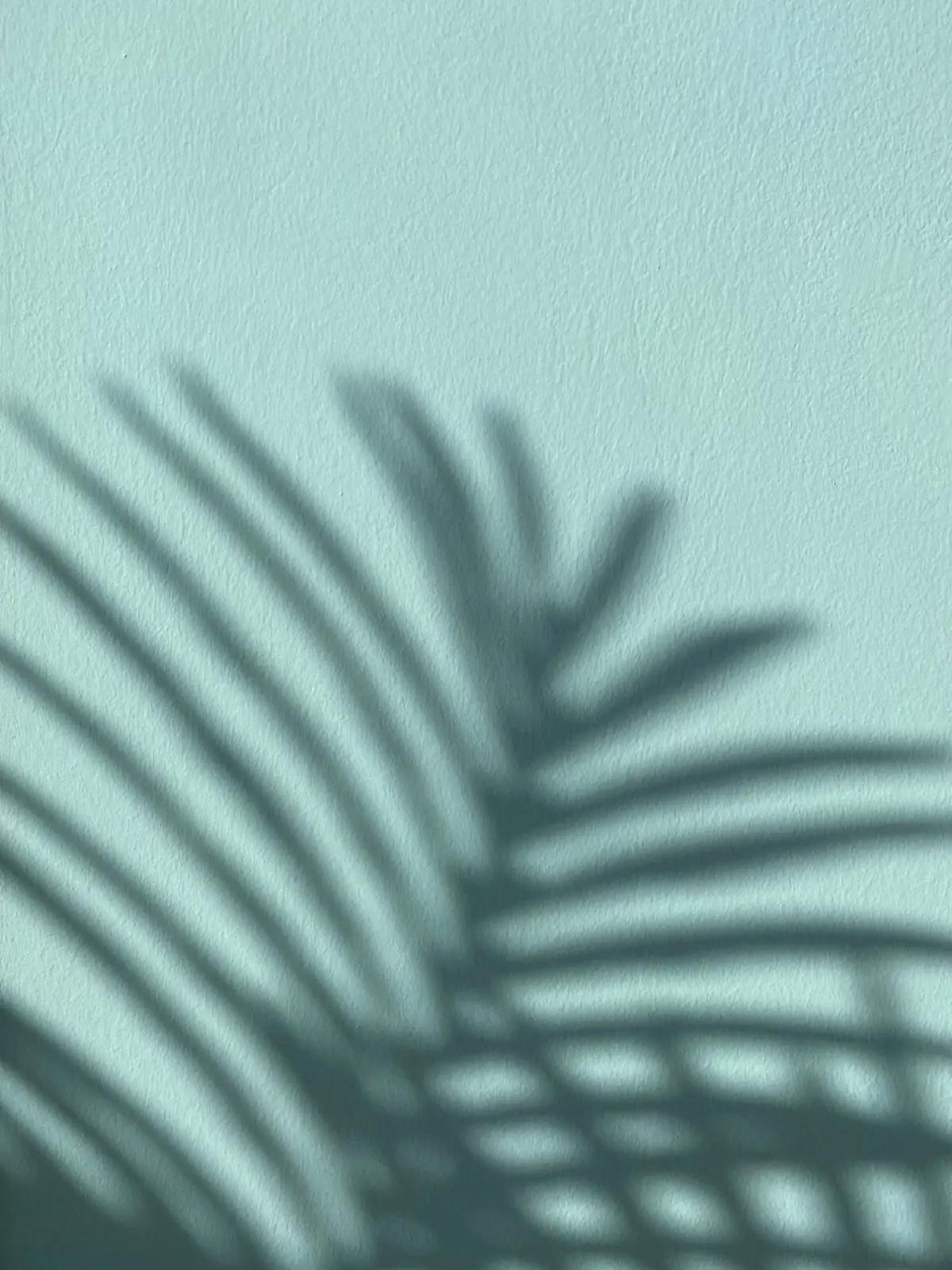 Palm leaf shadow on a soft mint wall
