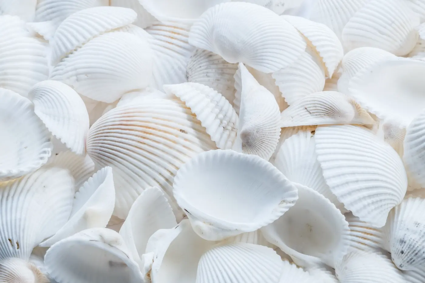 White seashells in soft natural light