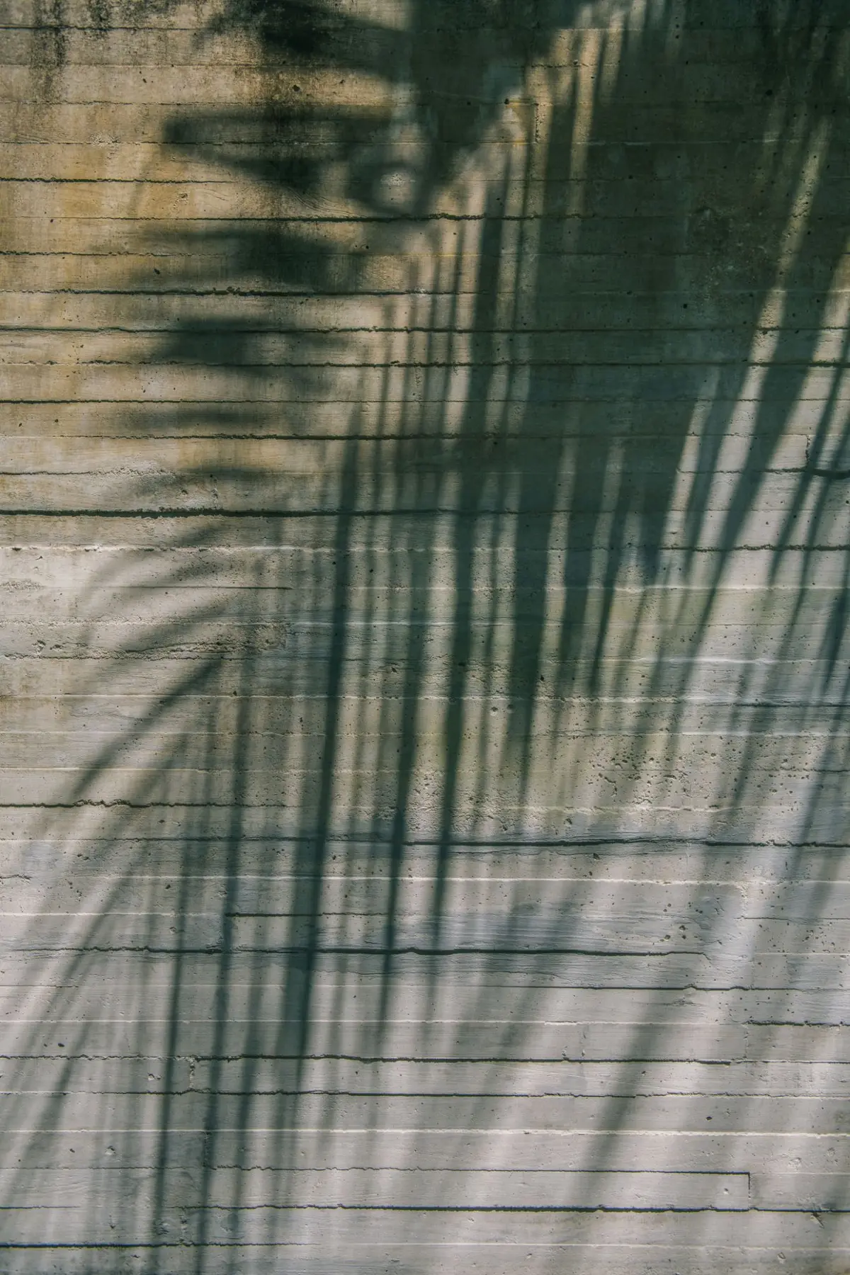 Palm shadow on a pale textured wall